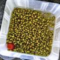 seedstack-prototype-container-with-mungo-seeds.jpg